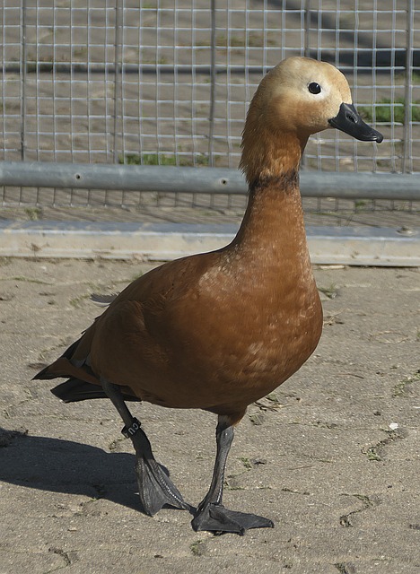 弃的鼓励和