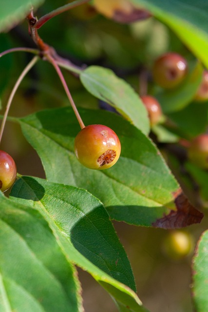两队都展现 两队都展现